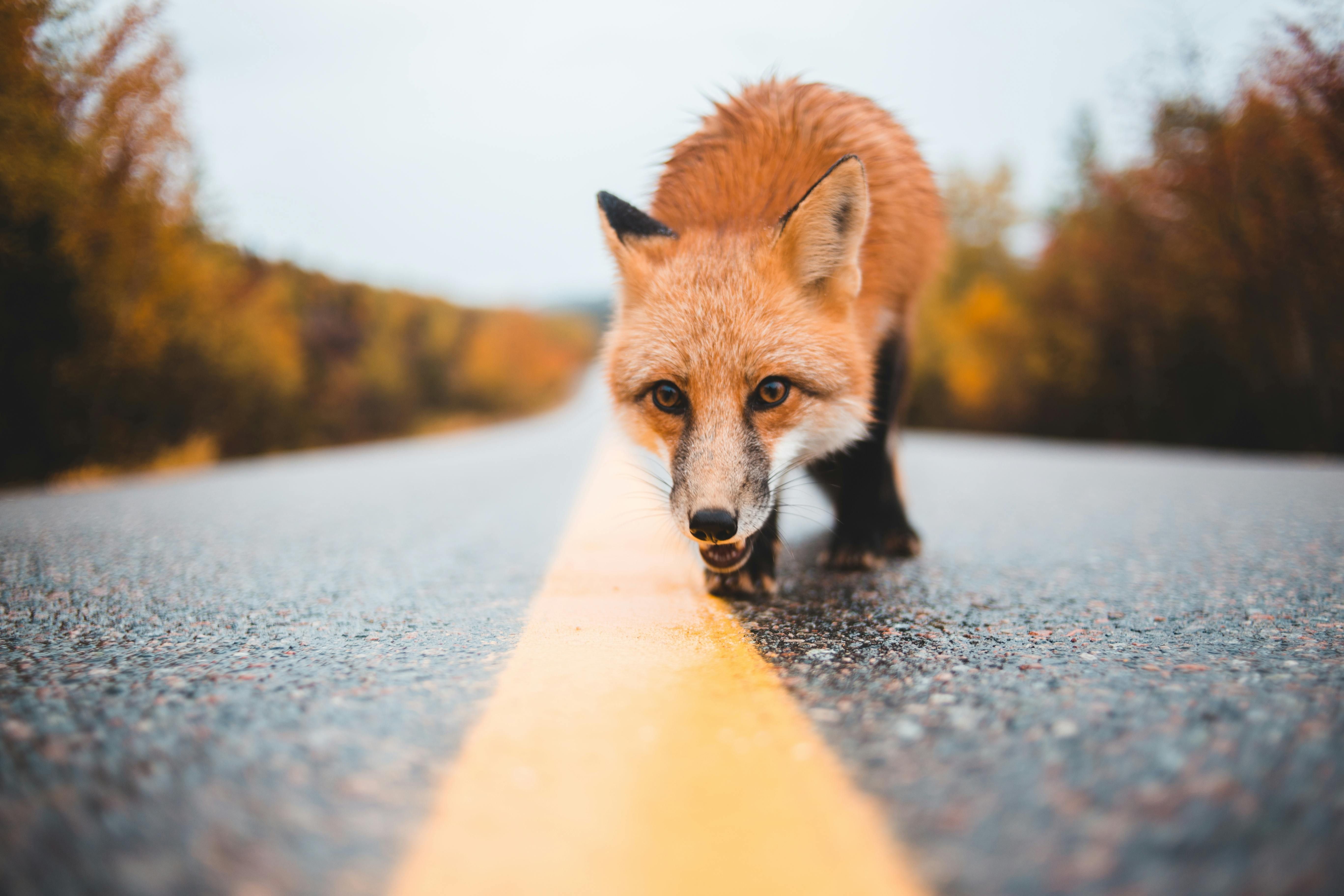Fox on a wet road sniffing the ground